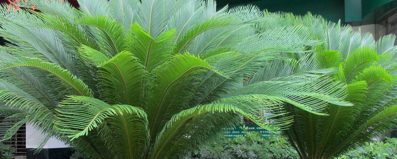 三头铁树是什么样的