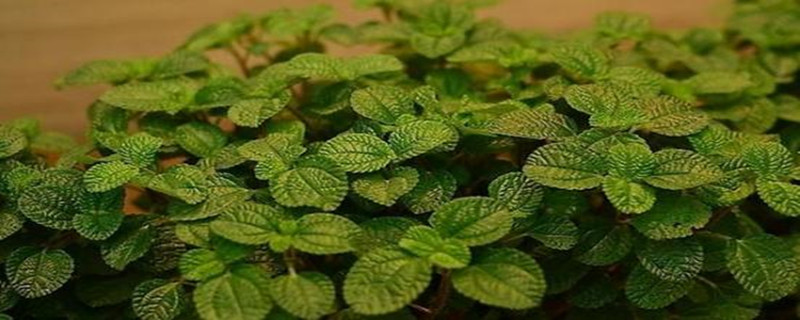 消毒草花长什么样