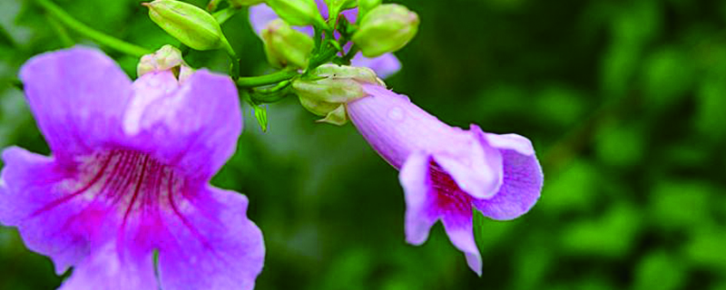 凌霄什么时间栽种