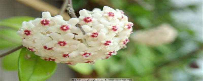 蔓茎什么时间种