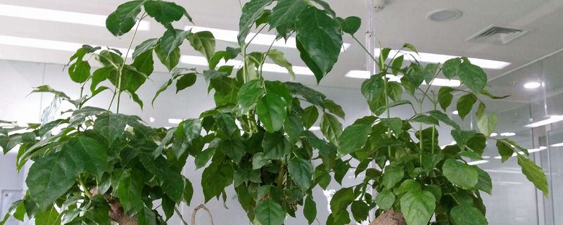 幸福树浇水要浇透吗