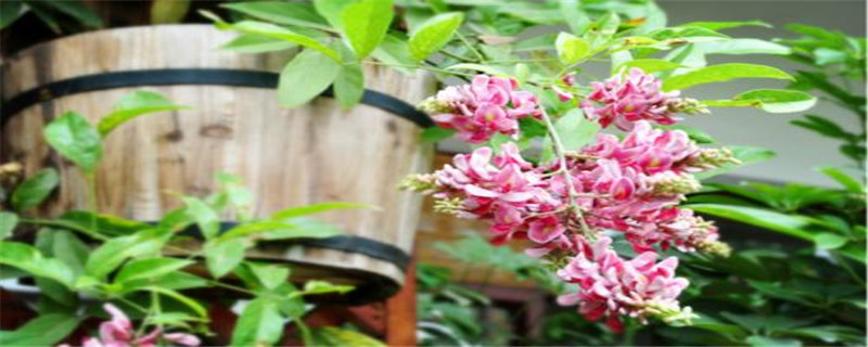 香花崖豆藤属于什么科