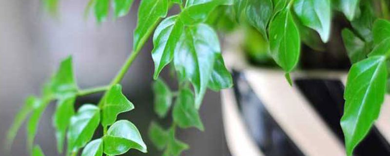 平安树适合什么花盆