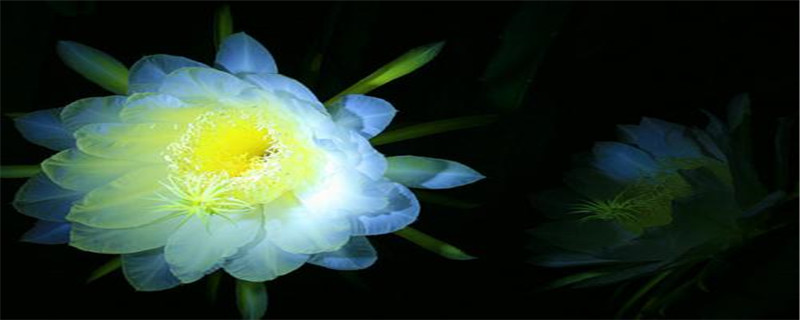 红色火龙果花什么颜色 红色火龙果花什么颜色