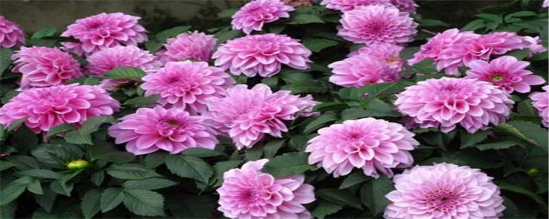 广东大丽花什么时候种 广东大丽花什么时候种