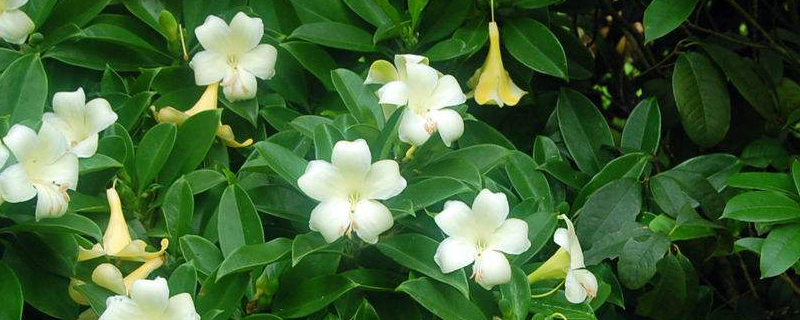 什么花防虫 什么花防虫