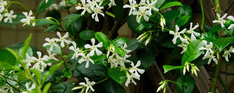 茶花为什么开一半就掉 茶花为什么开一半就掉