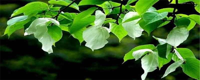 珙桐是什么植物 珙桐是什么植物