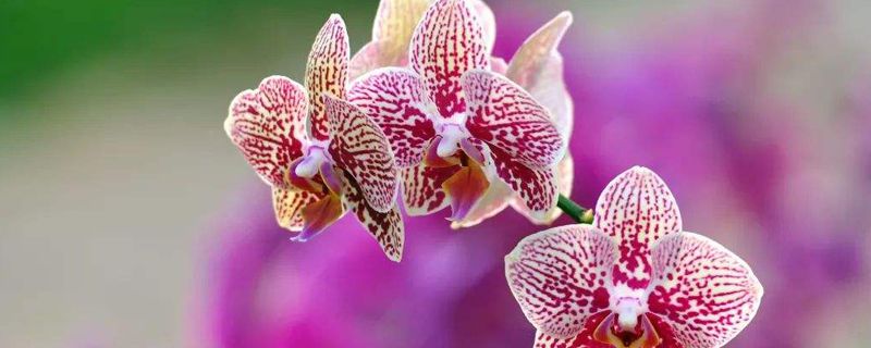蝴蝶兰什么季节开花 蝴蝶兰什么季节开花