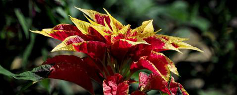 雁来红是什么花