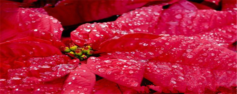 浇花用什么水好