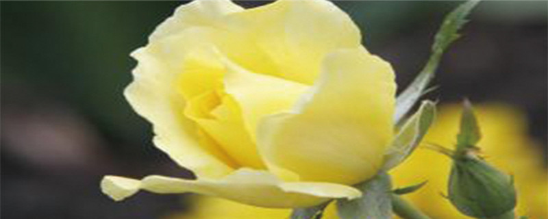 黄玫瑰的花语是什么