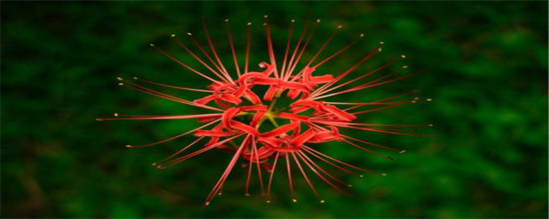 彼岸花的花语是什么