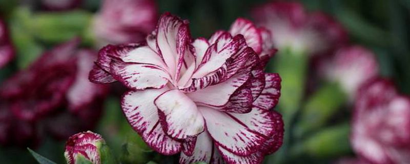 看病人送什么花