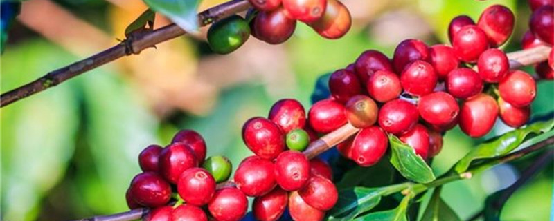 咖啡树的养殖方法和注意事项