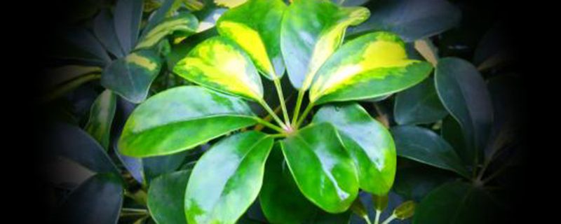 鹅掌柴用什么盆栽好看