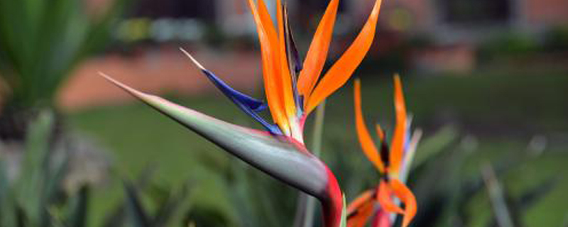 鹤望兰适合用什么肥料