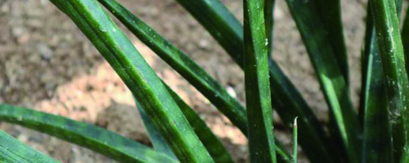 虎尾兰的作用是什么