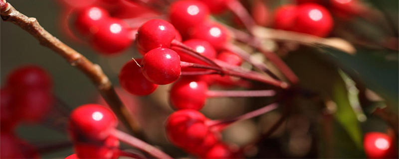 红凉伞什么时候开花