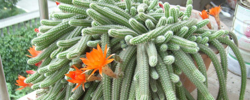 金手指仙人掌施什么肥