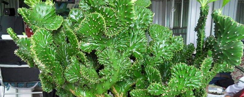 金麒麟盆栽有什么意义