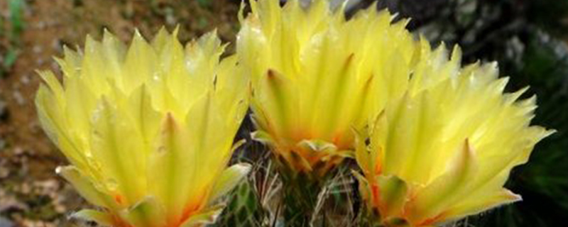 龙王球开什么花