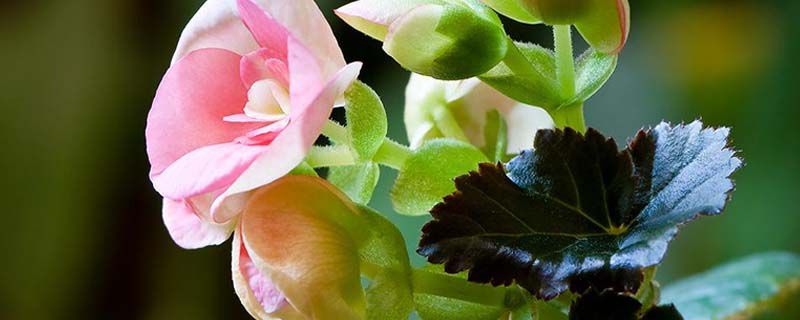 丽格海棠喜欢什么土质