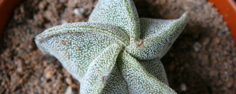 鸾凤玉用什么肥料