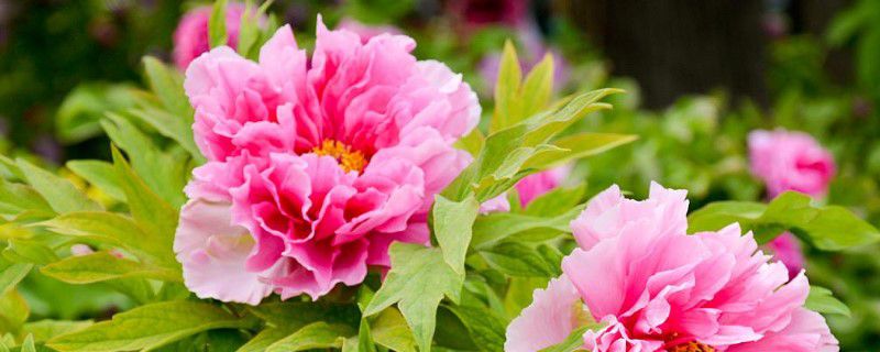 牡丹花什么时候施肥好