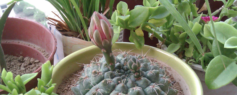 盆栽绯花玉用什么土