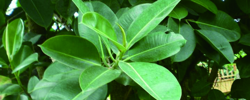 盆栽橡皮树用什么土好