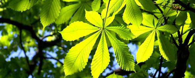 七叶树是什么树