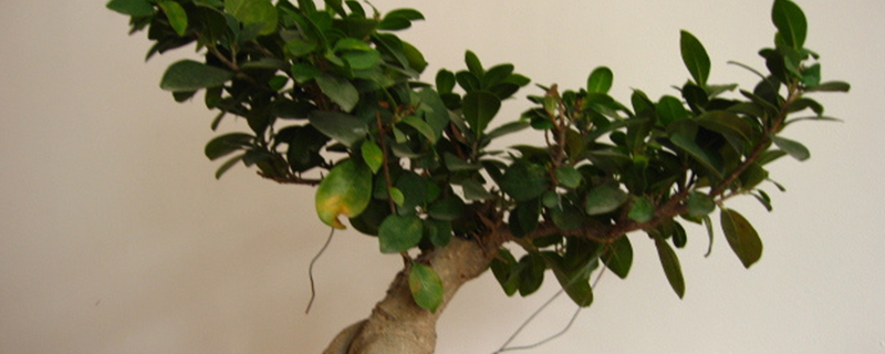 人参榕用什么花盆