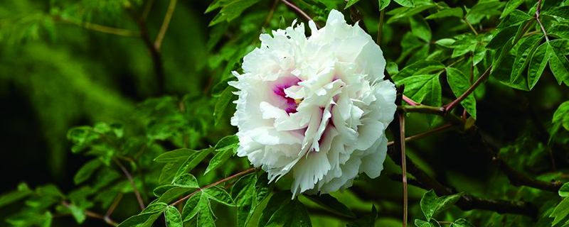 什么盆景开花最漂亮
