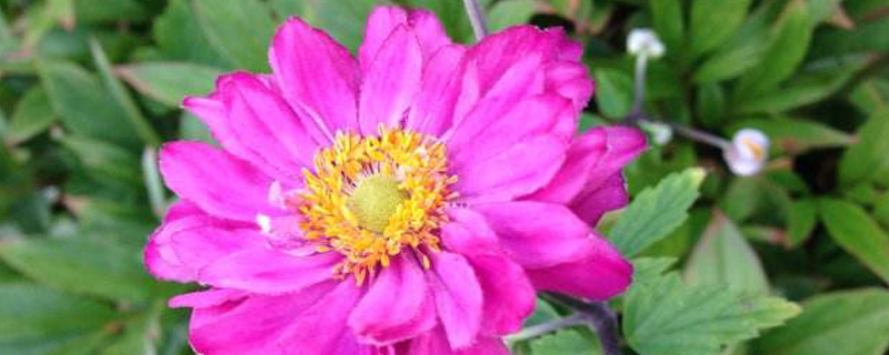 什么花寓意和象征最好