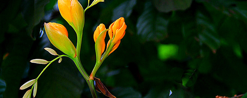 无忧树是什么树