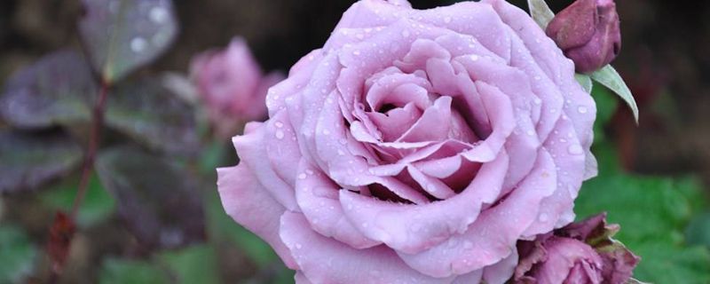 为什么盆栽花容易死