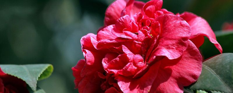 山茶花的花语是什么