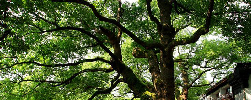 乔木有什么树种名称