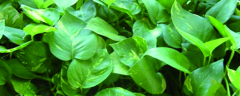 室内养绿萝有什么好处