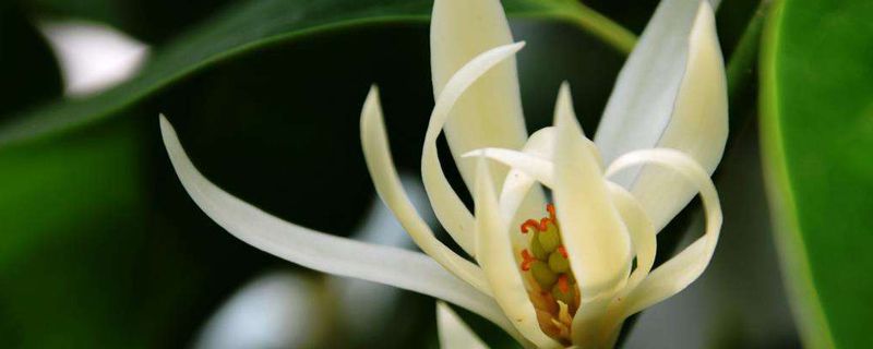 白兰花喜欢什么土质