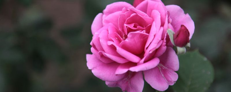 月季花的花语是什么