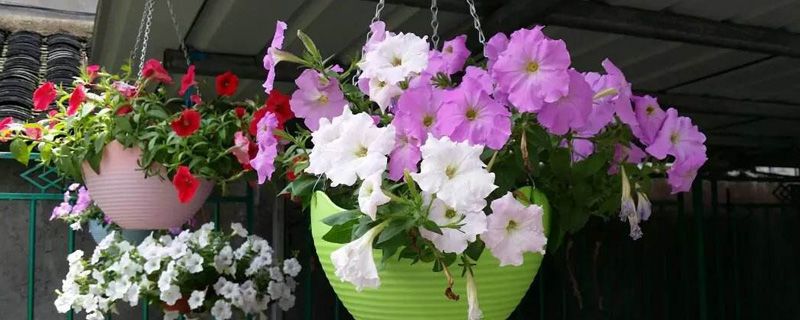 矮牵牛在什么季节开花