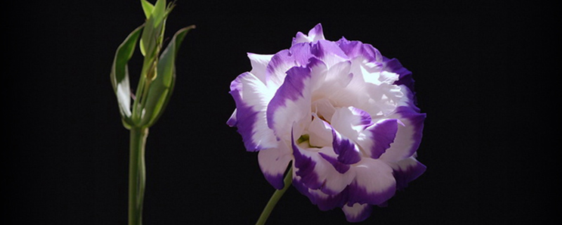 洋桔梗花苞萎靡为什么