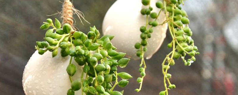 佛珠吊兰用什么土栽培