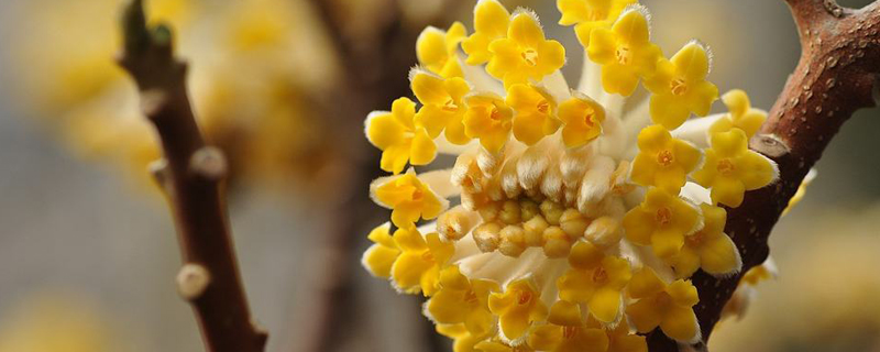 结香有什么特征