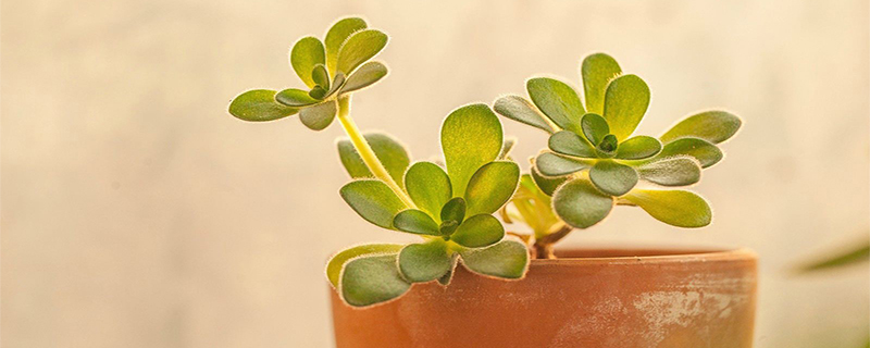 莲花掌什么时候开花