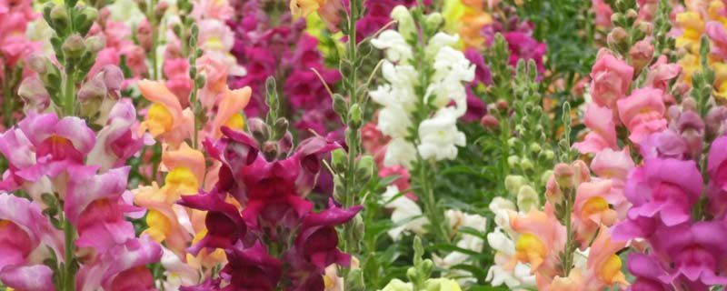 什么花适合在夏天播种