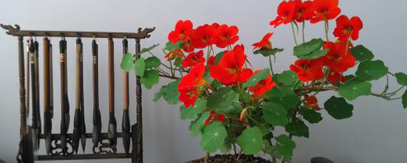 旱金莲什么时候收种