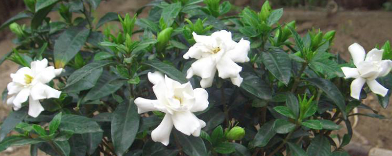 灌木有什么树种名称